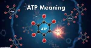 ATP Meaning